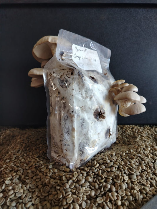 Evoha Oyster Mushroom Starter Kit
