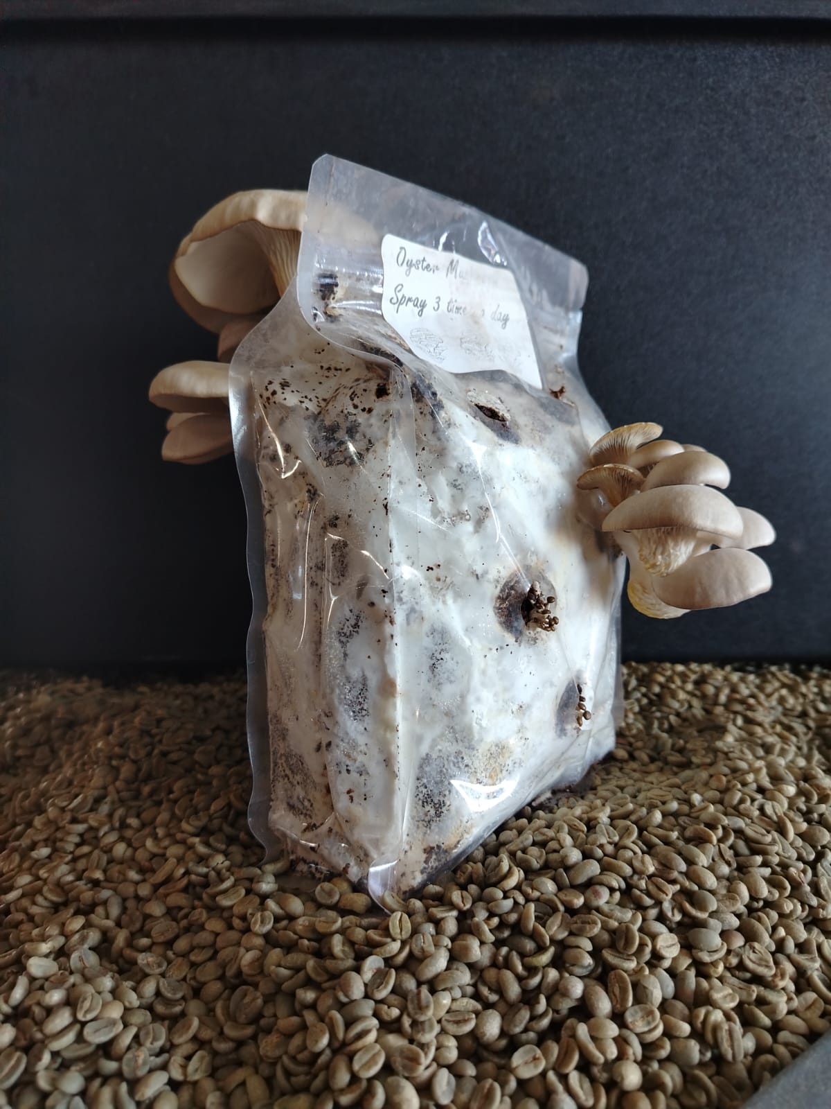 Evoha Oyster Mushroom Starter Kit