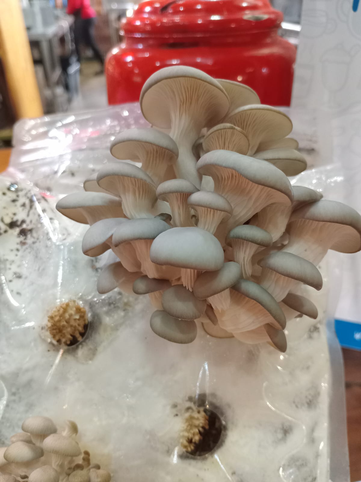 Evoha Oyster Mushroom Starter Kit